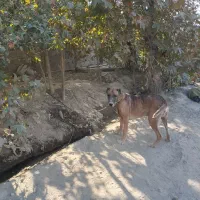 سگ نگهبان|سگ|فردوسیه, |دیوار