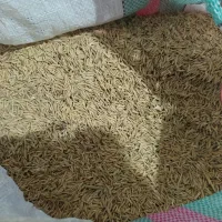 شالی فجر سوزنی 90 روزه