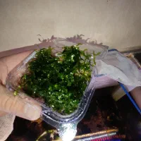 پک خزه پلیا سبز و پر رشد