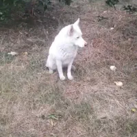 سگ لسپام|سگ|هادی شهر, |دیوار