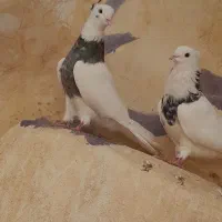 طوقی آلماسی