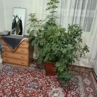 گل شفلر بزرگ