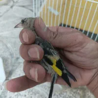 جوجه سهره تک وتعداد