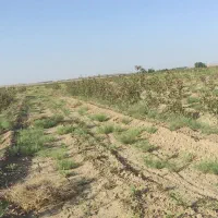 فروش باغ پسته در قنوات