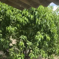 باغ موچش|فروش زمین و ملک کلنگی|موچش, |دیوار