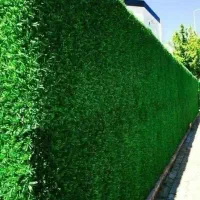 فنس برگی فنس چمنی|مصالح و تجهیزات ساختمان|هشتگرد, هشتگرد قدیم|دیوار