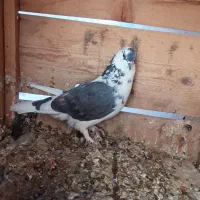 کبوتر|پرنده|ساوه, |دیوار