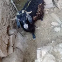 بز زایده|حیوانات مزرعه|بیرجند, |دیوار