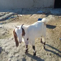 گتاچ بی دندان|حیوانات مزرعه|سراوان, |دیوار