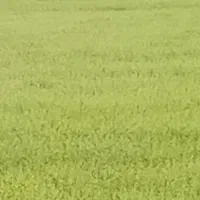 علوفه جو علفی