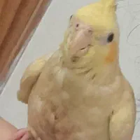 عروس هلندی گم شده|حیوانات|قم, نیروگاه|دیوار