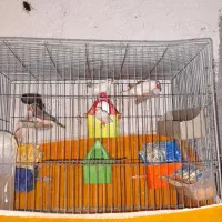 مرغ عشق مولد و فنج|پرنده|برخوار, |دیوار