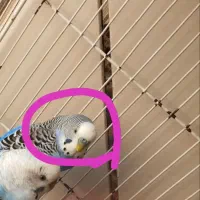 مرغ عشق گمشده