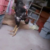 فروش خروس لاری تاج مهر