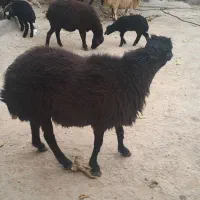 قوچدوسالهجنسدارپرشی|حیوانات مزرعه|پیشخور, |دیوار