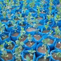 نهال کنار|گل و گیاه طبیعی|اهرم, |دیوار