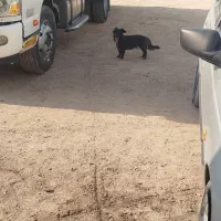 سگ ماده|سگ|مرودشت, کوشک|دیوار