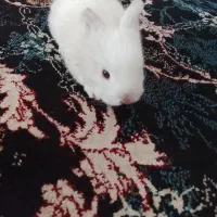 خرگوش بامزه
