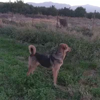 فروشی|سگ|اشنویه, |دیوار