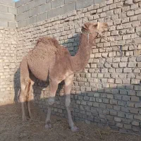 شتر