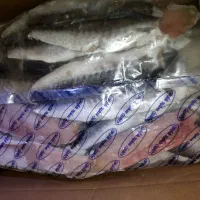 استیک ماهی جنوب  بدون استخوان