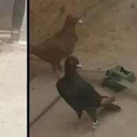 زرد و سرخ آلمانی هر دو ماده