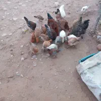 تیله بومی حراج حراج|حیوانات مزرعه|لردگان, |دیوار