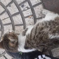 واگذاری گربه رایگان