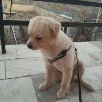 دو عدد سگ نژاد دار