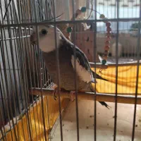 عروس هلندی|پرنده|بروجن, |دیوار