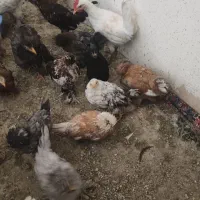 جوجه
