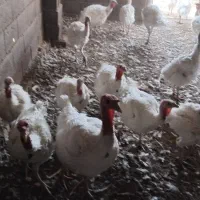 فروش بوقلمون|حیوانات مزرعه|مبارکه, |دیوار