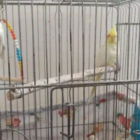 عروس هلندی|پرنده|شهریار, یوسف آباد صیرفی|دیوار