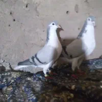 کفتر ساده سبز