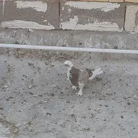 کفتر پرشی 2عددپاکستانی 2عددشازده 1عدوکت بوشهری|پرنده|امیدیه, |دیوار