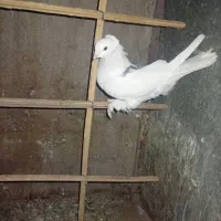 کفتر نر