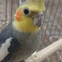 یک جفت عروس هلندی|پرنده|اهواز, پردیس|دیوار