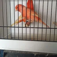 قناری ردفاکتور اورجینال