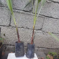 فروش پالم واشنگتن تنه قرمز نایلکسی