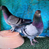 کبوتر پرشی|پرنده|کاشان, یزد‌آباد|دیوار