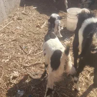 کره پاکستانی|حیوانات مزرعه|سیرجان, |دیوار