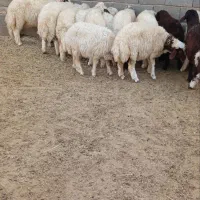 کاور ماده پوشی