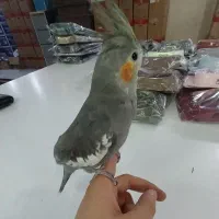 عروس هلندی نر دستی