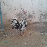 خروس گلین ریشو