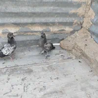 یک جفت جوجه جیر