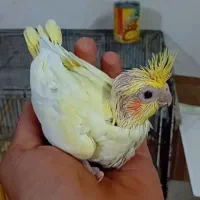 جوجه عروس لوتینو زعفرونی و فنج|پرنده|حمیدیا, |دیوار