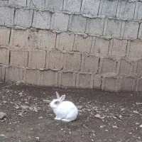 خرگوش|موش و خرگوش|ماسال, |دیوار