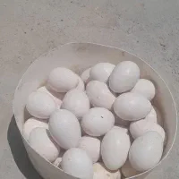 تخم نطفه دار بوقلمو