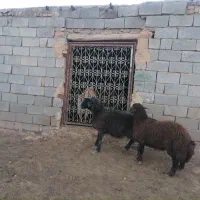 دوعدد بره نر هترو|حیوانات مزرعه|تربت جام, جلگه موسی آباد|دیوار