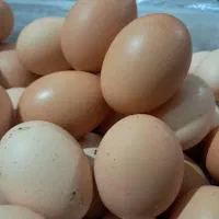 تخم مرغ خانگی